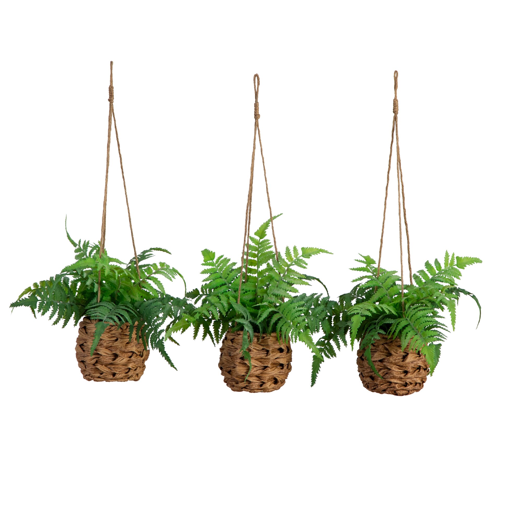 Plants