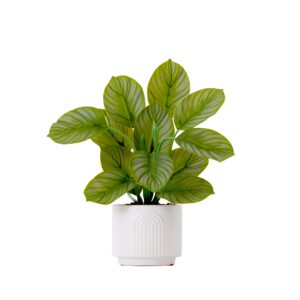 12 Inch Artificial Calathea Plant with Decorative Planter Tropical Leaf Pattern