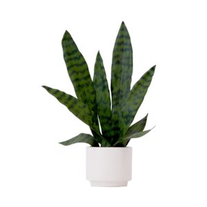 16 Inch Artificial Sansevieria Snake Plant with Decorative Planter Green Faux