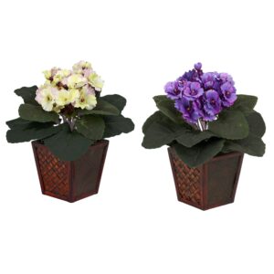 African Violet Pair with Decorative Wood Planter 10 Inch Indoor Plant