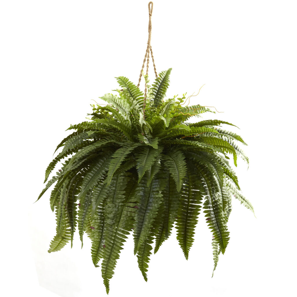 Double Giant Boston Fern Hanging Basket Lush Green 29" Large Indoor Plant