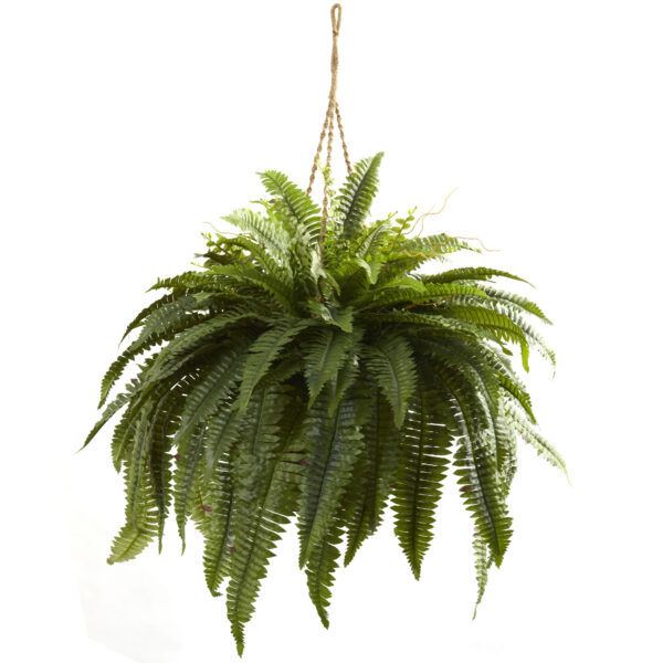 Double Giant Boston Fern Hanging Basket Lush Green 29" Large Indoor Plant