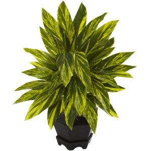 Ginger Plant Variegated Green Leaves Hexagon Black Planter 20 Inch Height