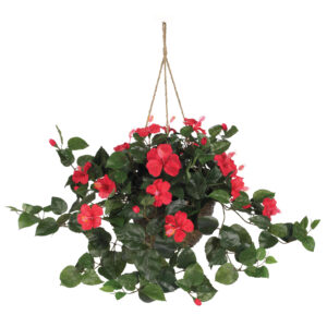 Hibiscus Hanging Basket 10" Pot Full Bloom Vibrant Greenery In/Out
