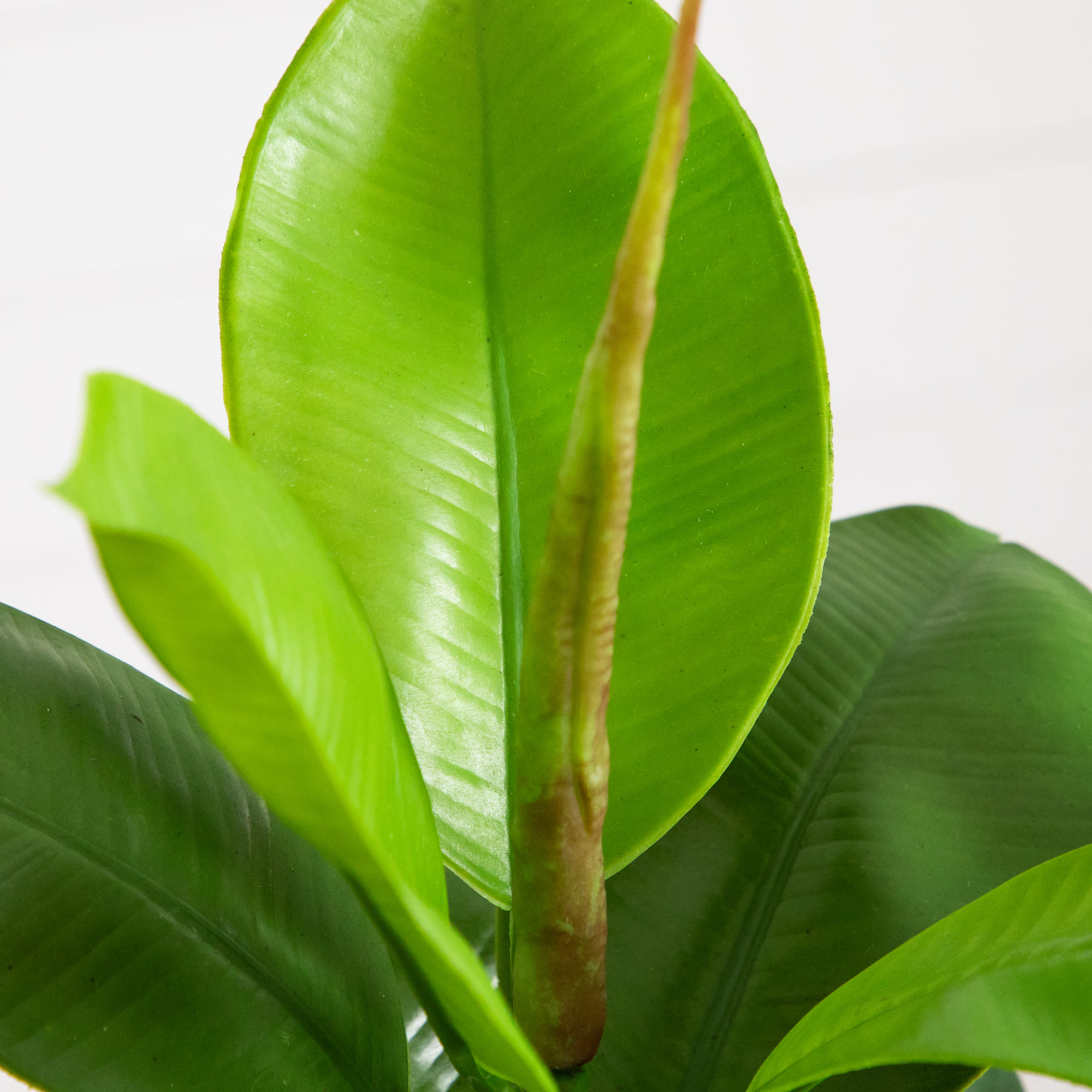 20-In Artificial Fiddle Leaf Fig Plant with Vanilla Plastic Planter Indoor Decor - Image 4